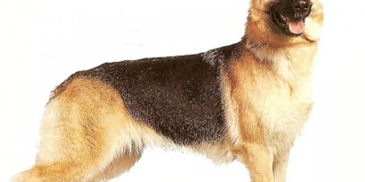 Best dry Dog food for German Shepherds