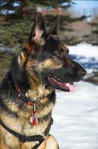 The eyes of a German shepherd are always on the lookout.