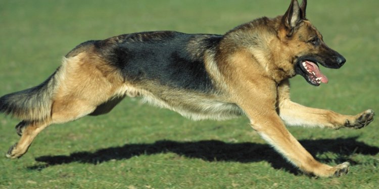 German Shepherd dogs