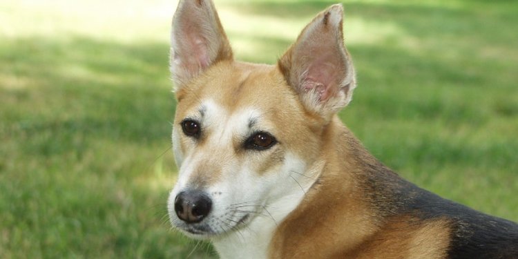 Dog Shepherd mix