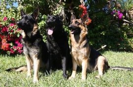 Three German Shepherd dogs lined up in a row out in grass in front of blooming azalea bushes. A black German Shepherd is in the middle of two black and tan dogs