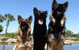 Three sitting German Shepherd dogs - A black German Shepherd is sitting in between two black and tan German Shepherds in front of a body of water with palm trees behind them.