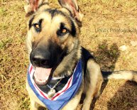 Adopt German Shepherd puppy