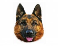 Alsatian Dog black