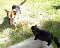 Alsatian VS German Shepherd