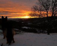 Alsatian Wolf Dog