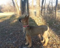 Best German Shepherd Mixes