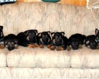 Black Alsatian Dogs sale