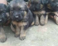 Black and brown German Shepherd puppies