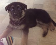 Black and Gold German Shepherd puppies