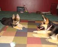 Black and tan German Shepherd puppy