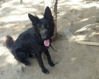 Black German Shepherd Female