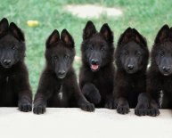 Black German Shepherd police Dog