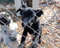 Black Shepherd puppy