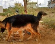 Black tan German Shepherd