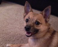 Border Collie and German Shepherd mix