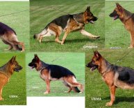 Breeding German Shepherds Timing