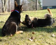 Breeding German show bloodlines Shepherd dogs