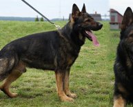 Czechoslovakian German Shepherd