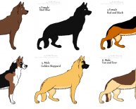 Different breeds of Shepherd dogs