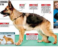 Dogs online German Shepherd