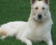 Free White German Shepherd