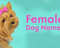 German female dog names for German Shepherds