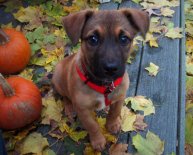 German Shepherd and Beagle mix puppies