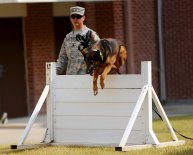 German Shepherd Army Dog