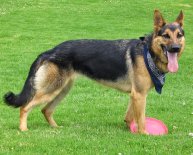 German Shepherd breed Info