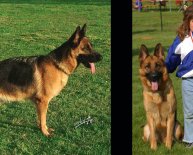 German Shepherd breeders United States