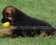 German Shepherd Dog Alsatian