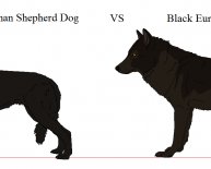 German Shepherd Dog colors