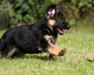 German Shepherd Dog puppies