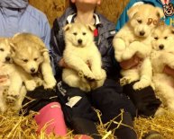 German Shepherd Husky mix puppies