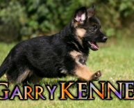 German Shepherd in black colour