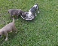 German Shepherd Labrador mix puppies