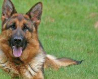 German Shepherd large breed