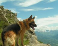 German Shepherd Mountain Dog