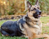 German Shepherd outside Dog