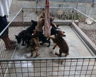 German Shepherd puppies Breeder