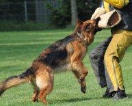 German Shepherd puppy aggressive