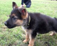 German Shepherd puppy videos