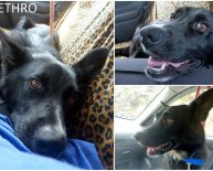 German Shepherd Rescue in PA