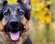 German Shepherd service dogs