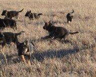 German Shepherd with puppies