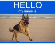 German Shepherds dog names