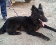 GSD black