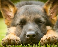 History of the German Shepherd