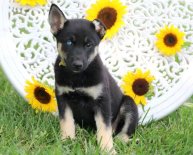 Lab German Shepherd mix for Sale